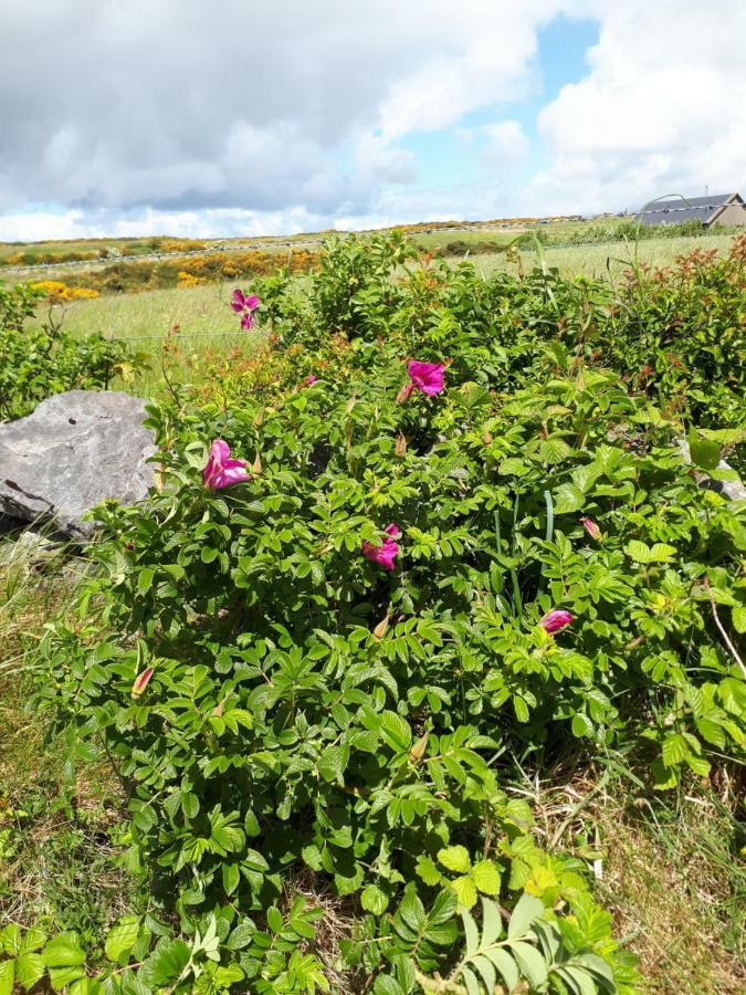 Doolin Farm Apartment Eksteriør bilde